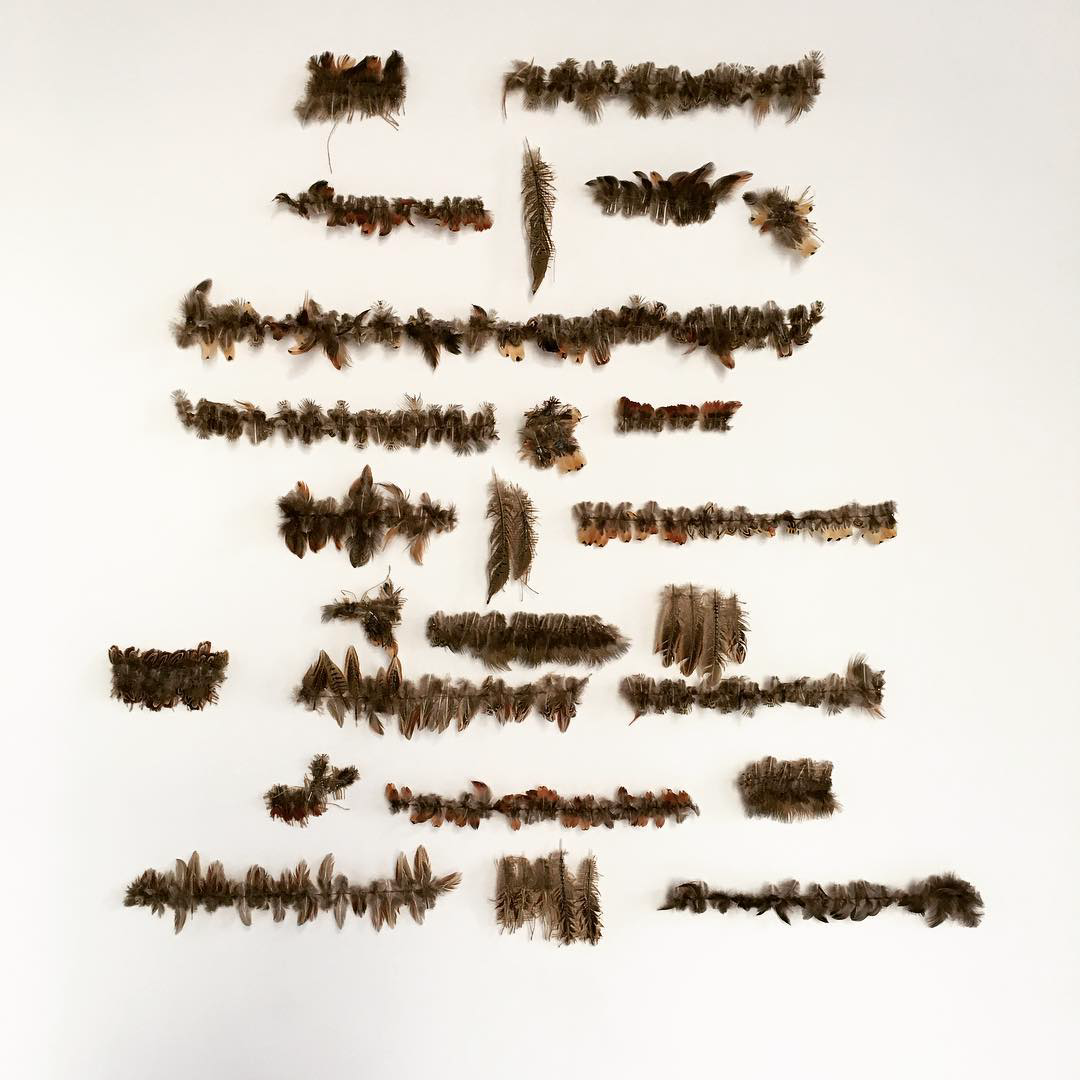 nature-8-pheasant feathers